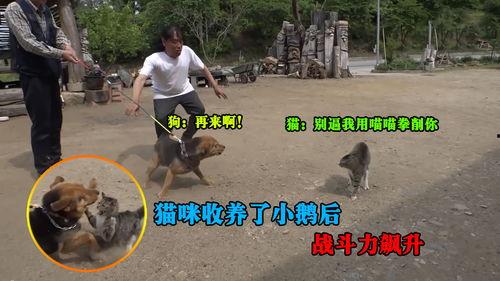 宠物搞笑视频,笑出腹肌的宠物日常