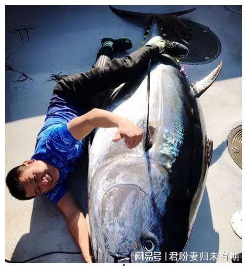 钓金枪鱼视频,揭秘钓金枪鱼的惊险之旅