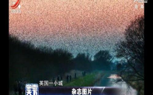 八哥教学视频,轻松掌握鸟类模仿技巧