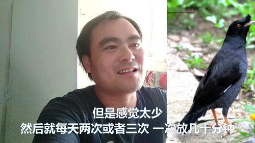 八哥教学视频,轻松掌握鸟类模仿技巧