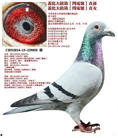 比利时信鸽视频,速度与激情的空中角逐