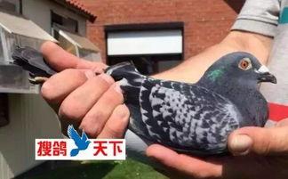 比利时信鸽视频,速度与激情的空中角逐