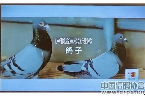 比利时信鸽视频,速度与激情的空中角逐
