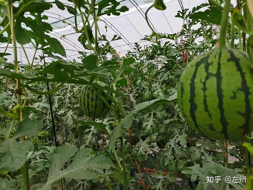 西华小吊瓜今日价格