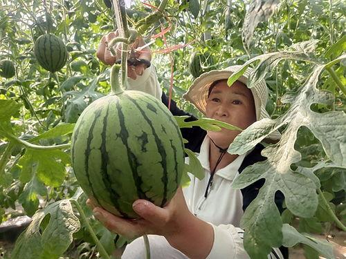 西华小吊瓜今日价格