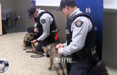 警犬视频,守护平安的忠诚伙伴