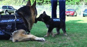 警犬视频,守护平安的忠诚伙伴