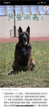 警犬视频,守护平安的忠诚伙伴