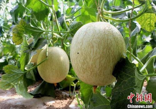 甘肃民勤蜜瓜今日价格,甜蜜新季，行情看涨