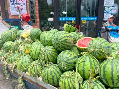 周口小吊瓜今日行情价格,价格波动解析与市场动态一览”