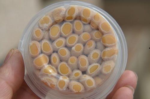 怎样做纳豆视频教程,跟随视频教程一步步学习