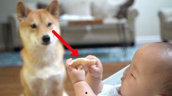 人狗性交视频,伦理争议与法律边界