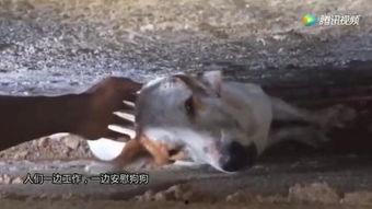 人狗性交视频,伦理争议与法律边界