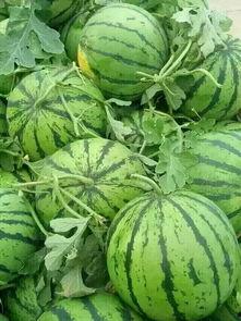 今日白银瓜价格,今日白银瓜价格波动解析