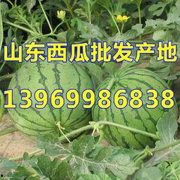 今日白银瓜价格,今日白银瓜价格波动解析