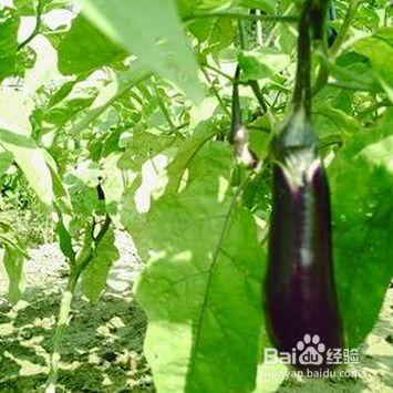 冲施肥的使用方法视频,高效施肥技巧全解析