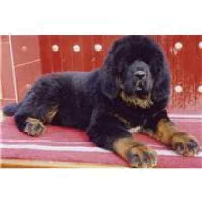 藏獒视频,勇猛与忠诚的守护者