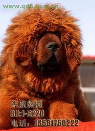 藏獒视频,勇猛与忠诚的守护者