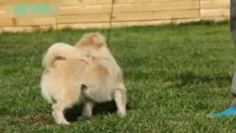 怎样训狗视频教程