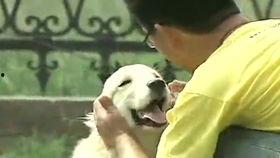 怎样训狗视频教程