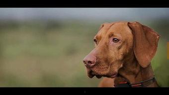 怎样训狗视频教程